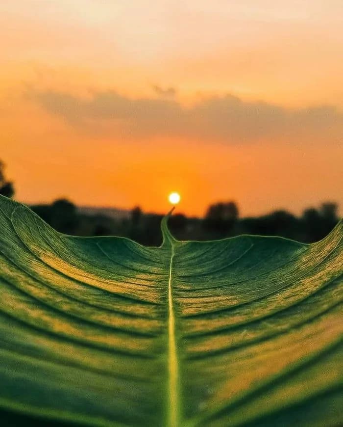 Leaf pointing toward sunset — support beyond settlement