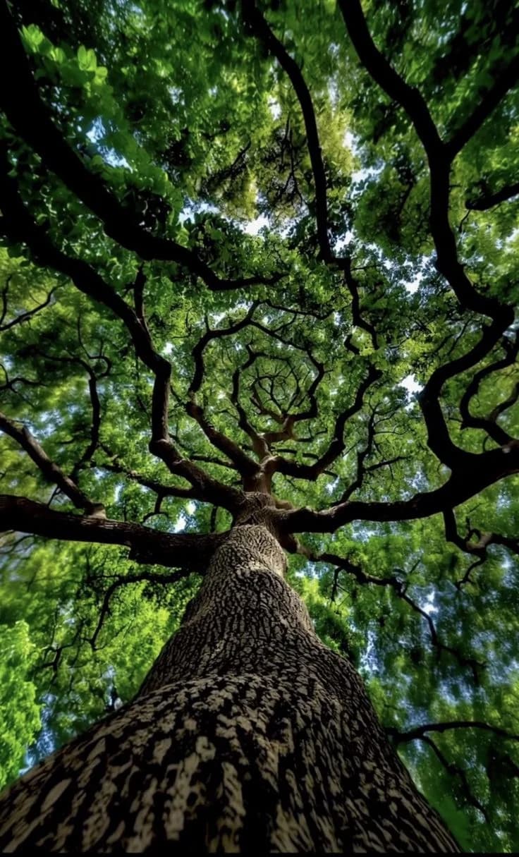 Looking up through a tree canopy — strategy before structure
