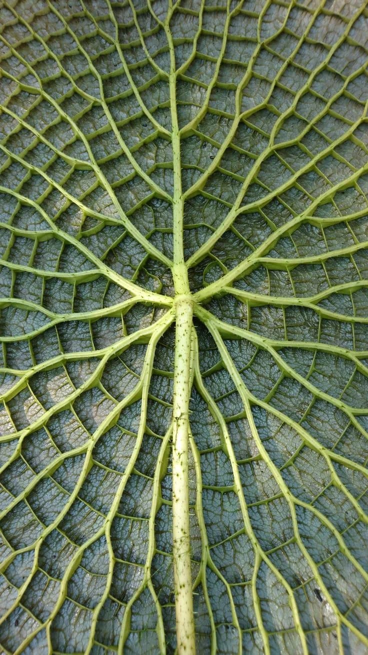 Underside of a water lily leaf — finding the right lending solution