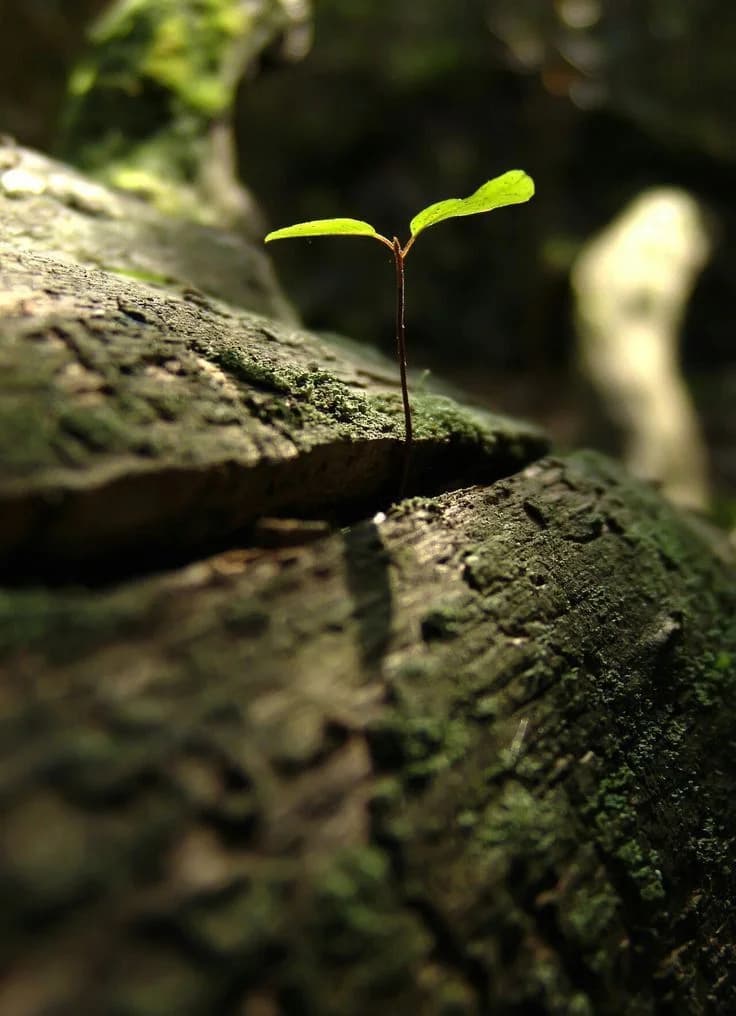 A new sprout growing from a mossy log — the beginning of Our Story