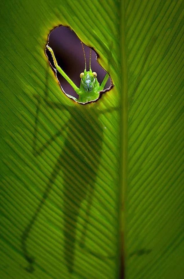 Leaf and insect nature still life — why clients choose Evermore Finance Group